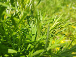 草丛 丛林 绿色 草地 植物 