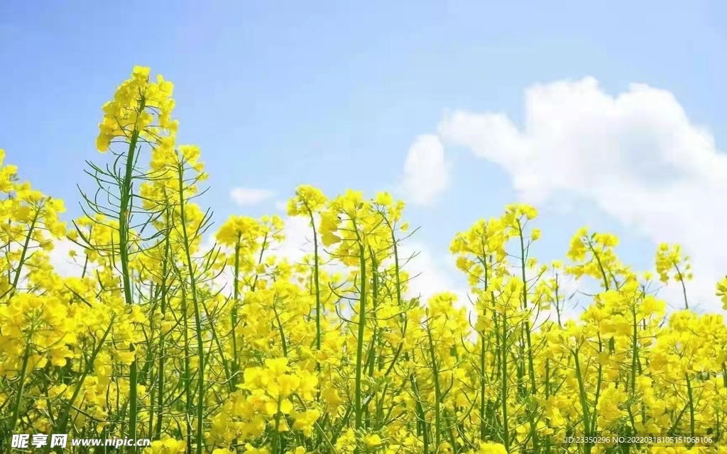 蓝天下的油菜花