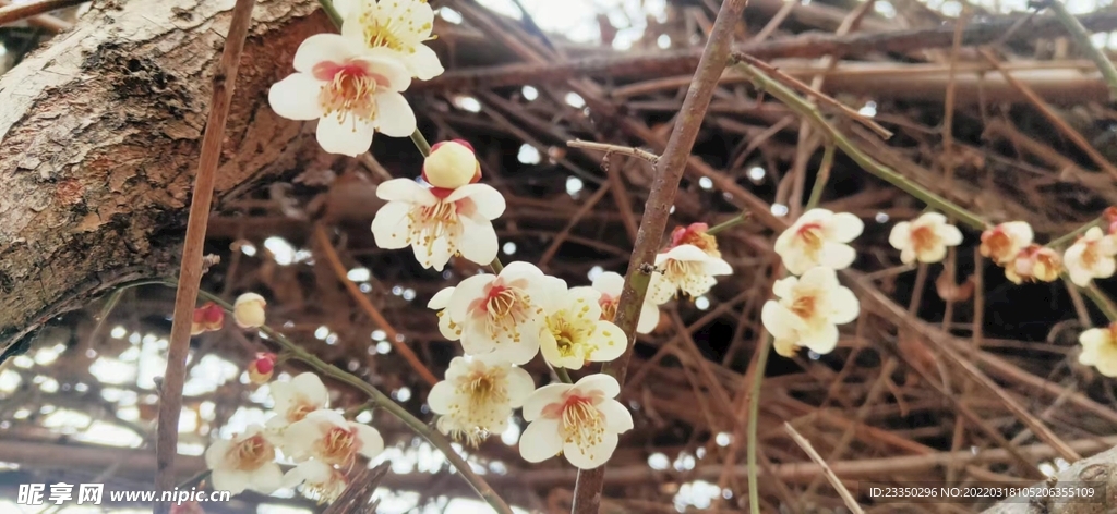 梅花