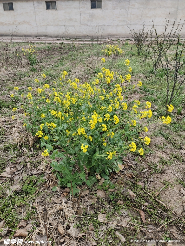 花