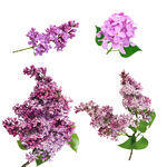 免扣丁香花