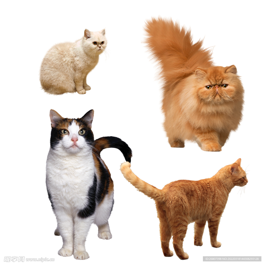 免扣猫咪