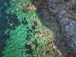 海