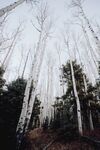 树