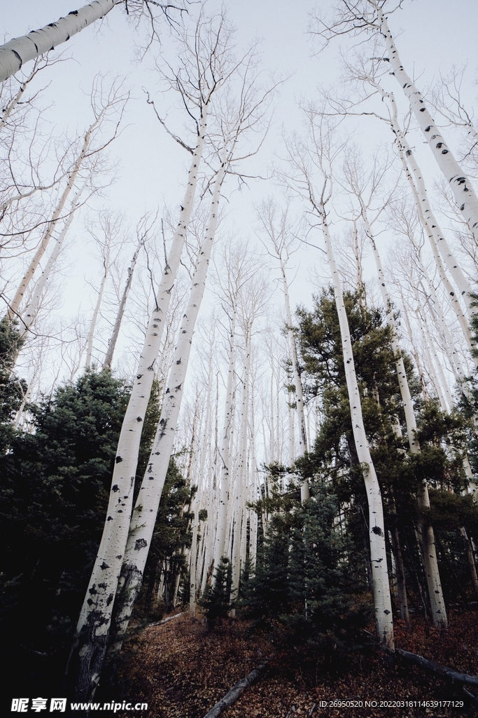 树