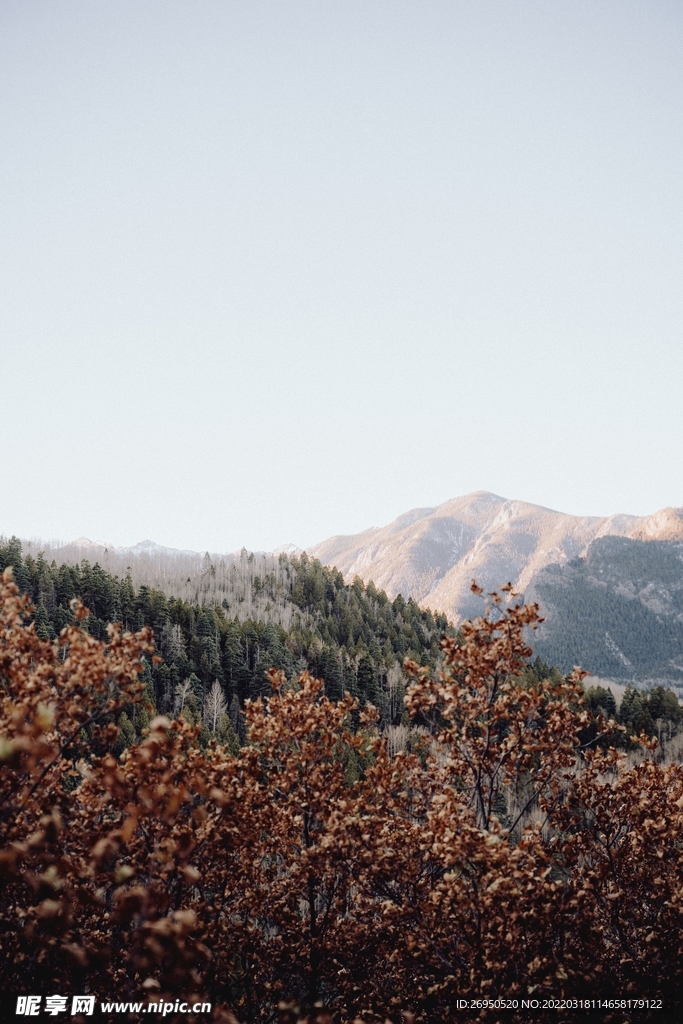 山