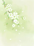  梨花背景