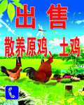 出售土鸡