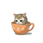 茶杯猫            
