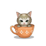 茶杯猫            