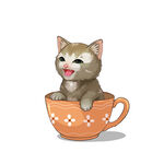 茶杯猫            