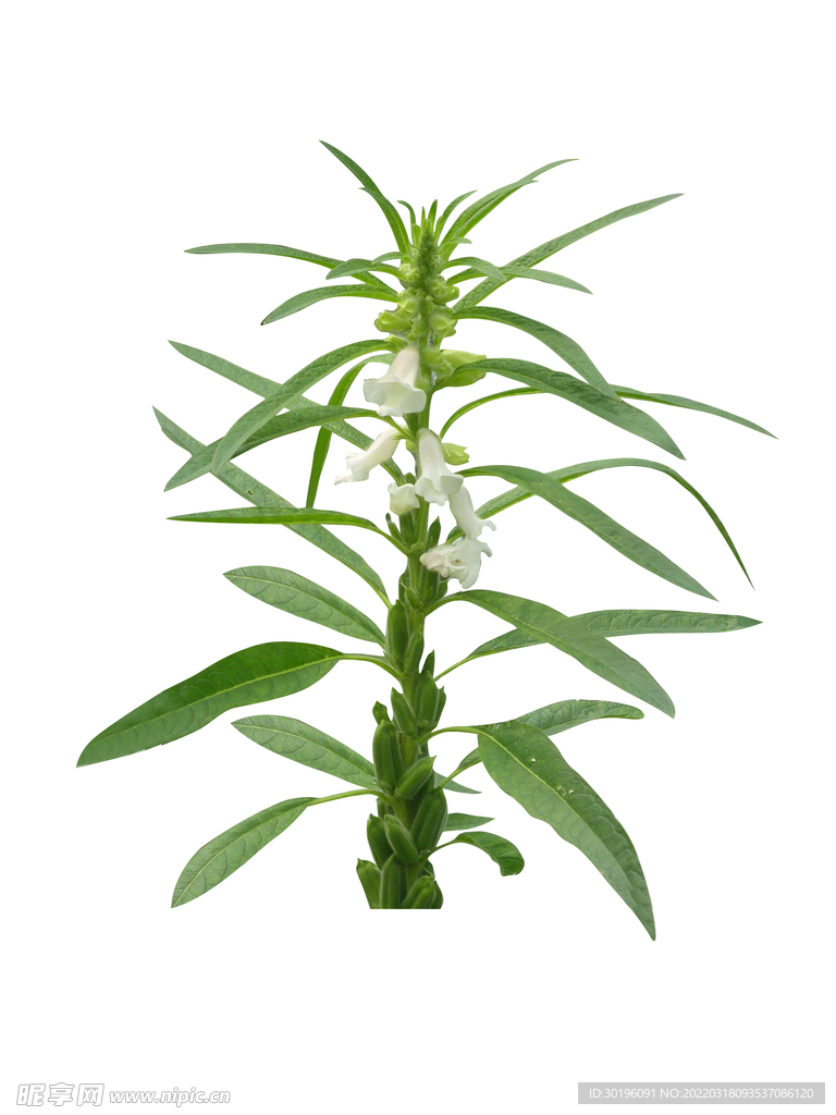 芝麻
