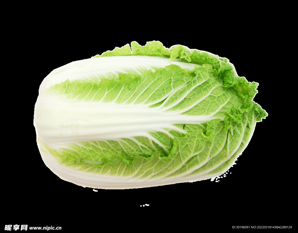 白菜