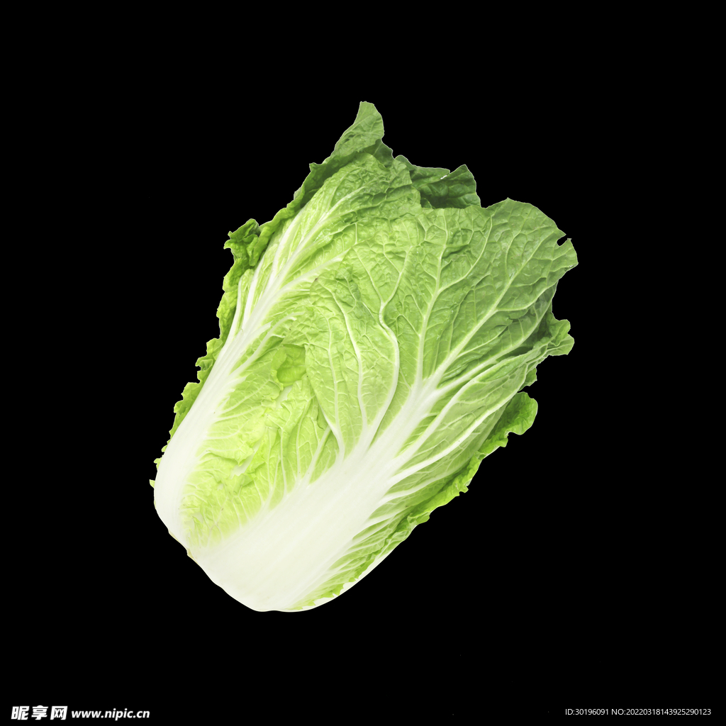 白菜