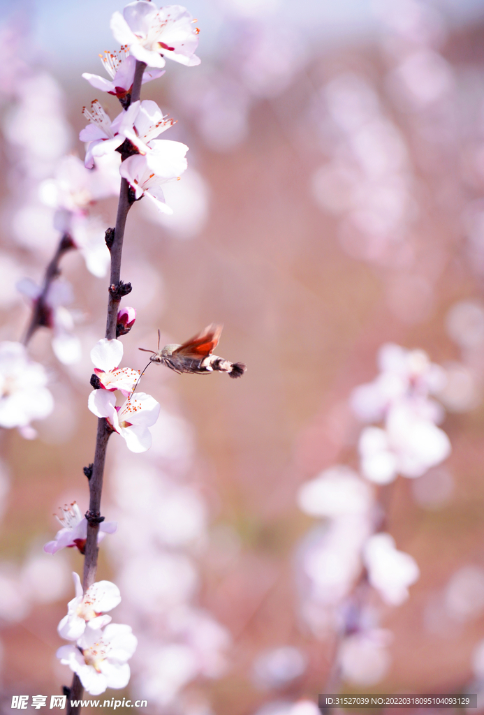 桃花高清特写