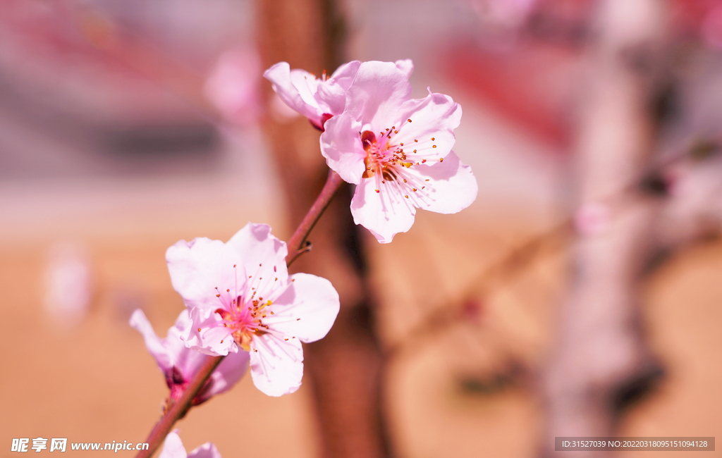 桃花高清特写素材