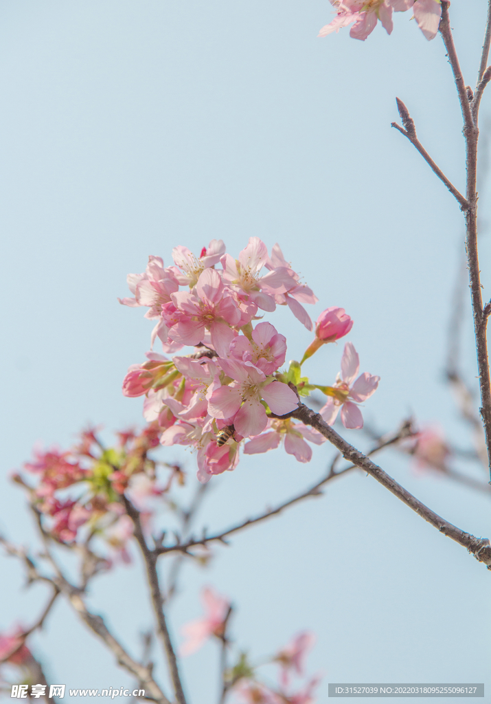 蓝天下的桃花摄影图