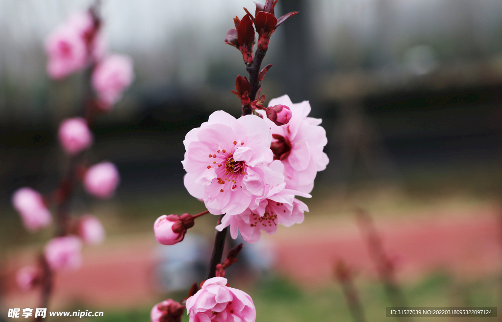 树枝上的桃花特写