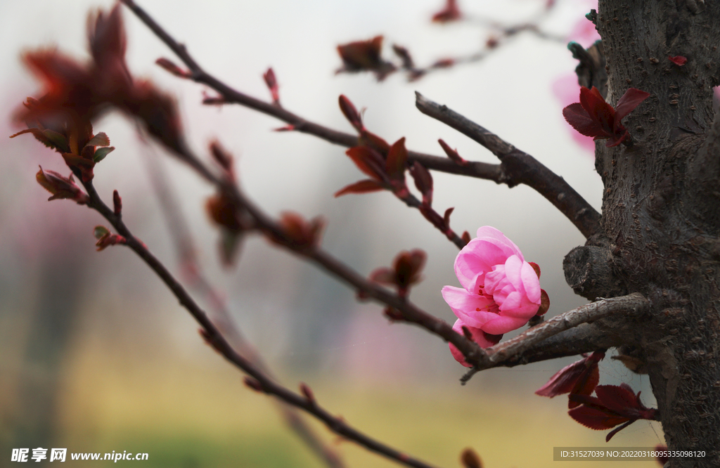 桃花高清特写