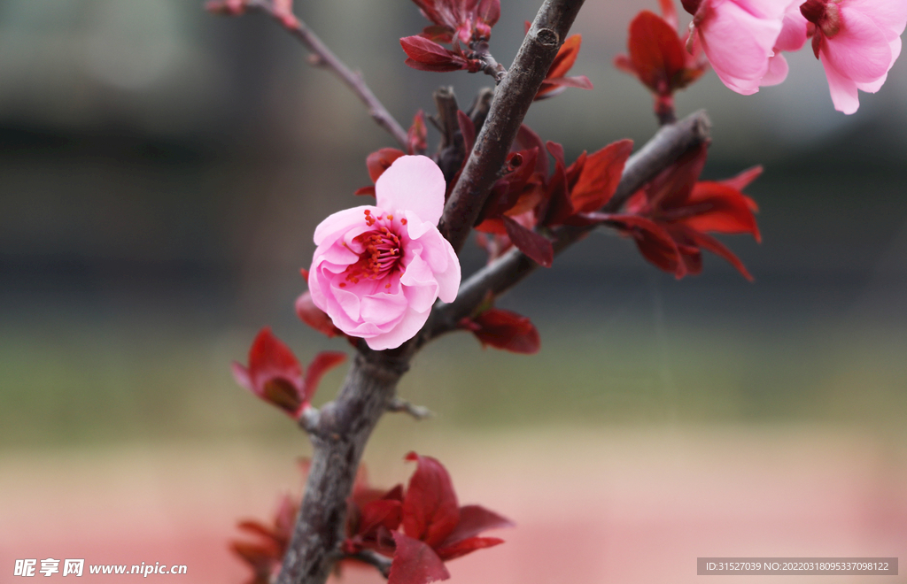 树枝上的桃花特写