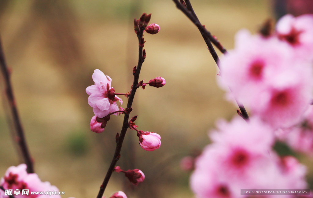 桃花特写图