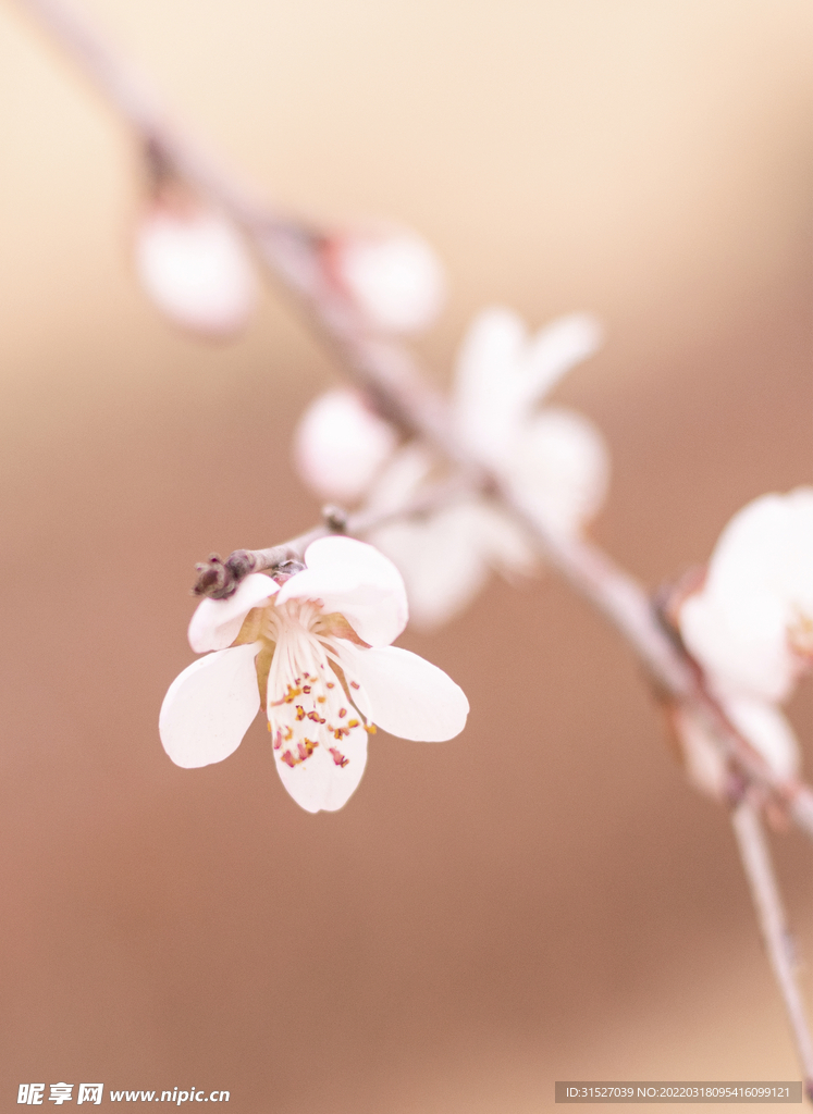 唯美桃花摄影素材
