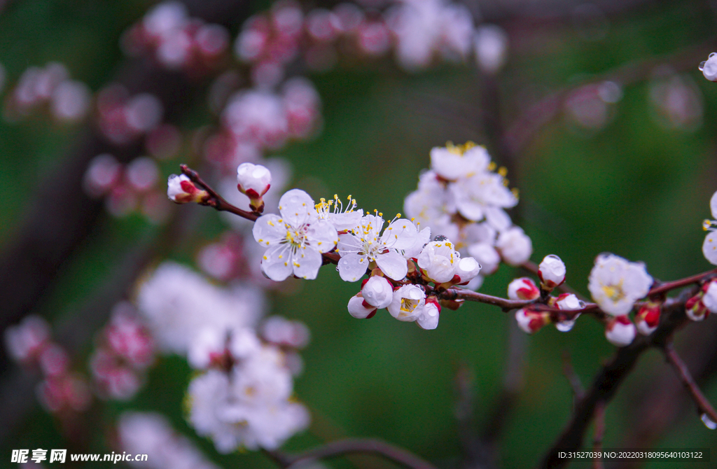 高清桃花素材