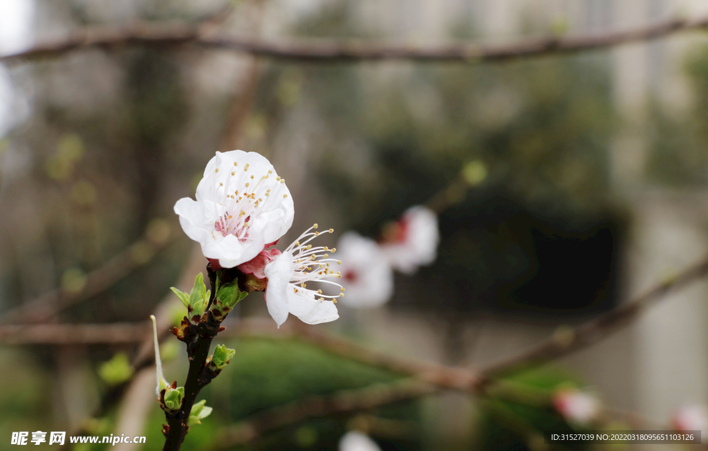 树枝上的桃花特写