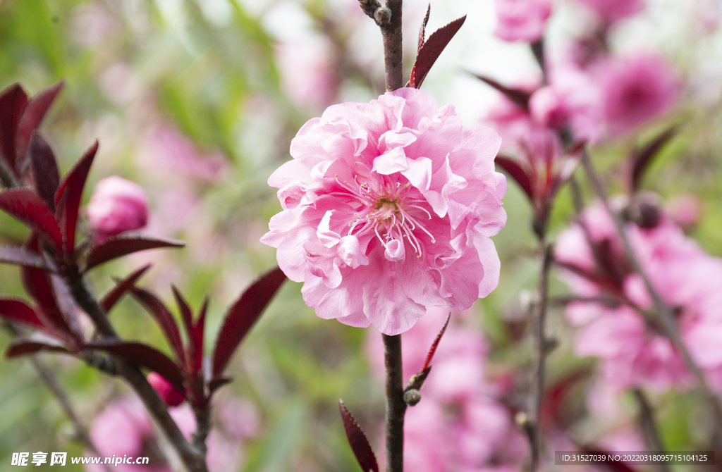 桃花摄影素材