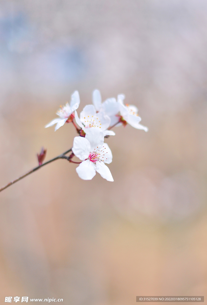 白色桃花摄影