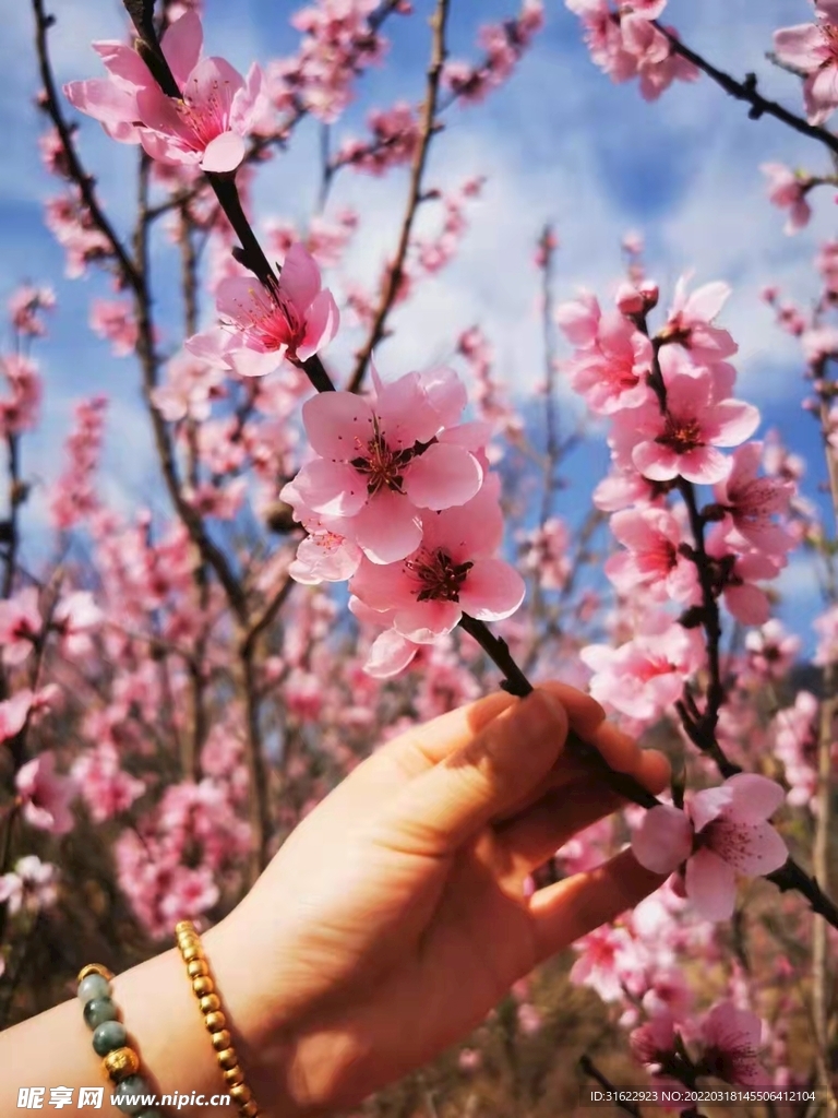 桃花