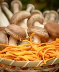 野菌