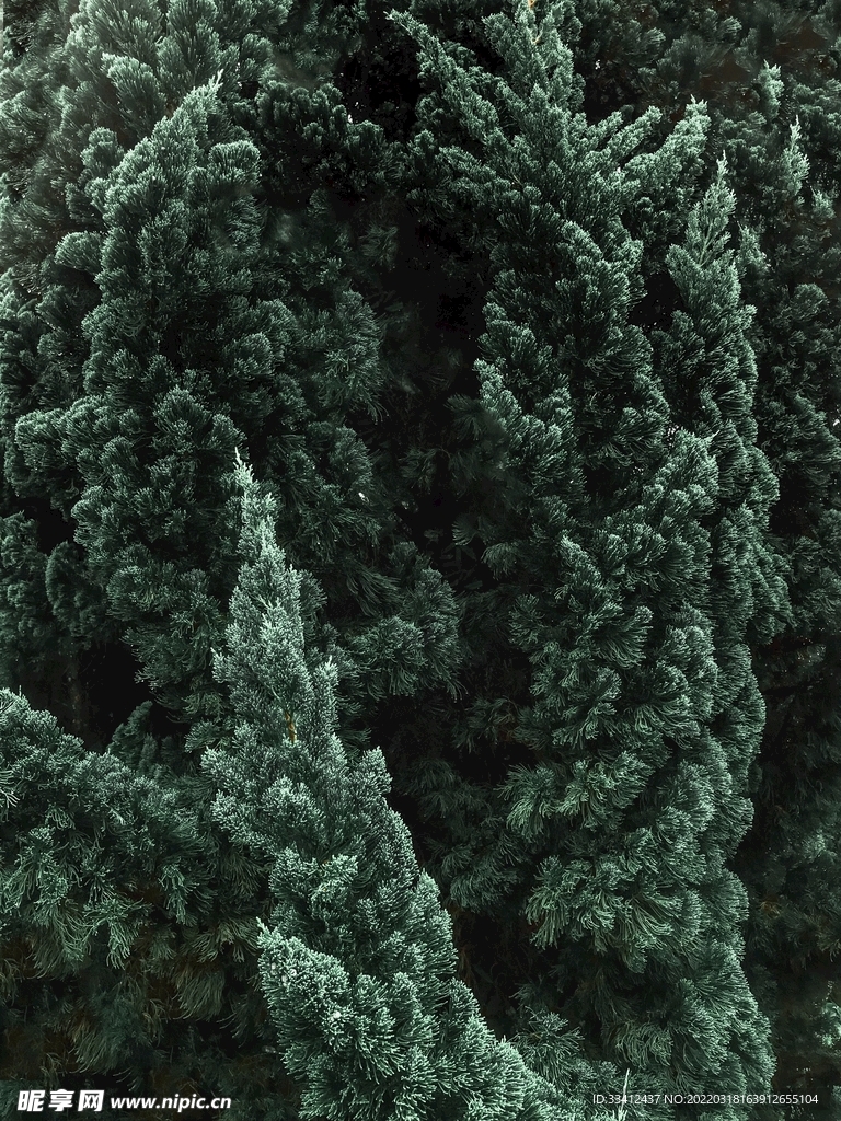 树
