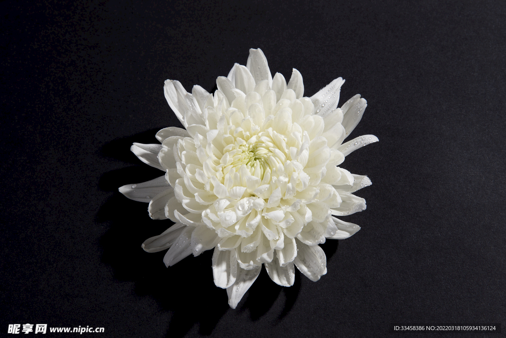 清明节祭祀菊花