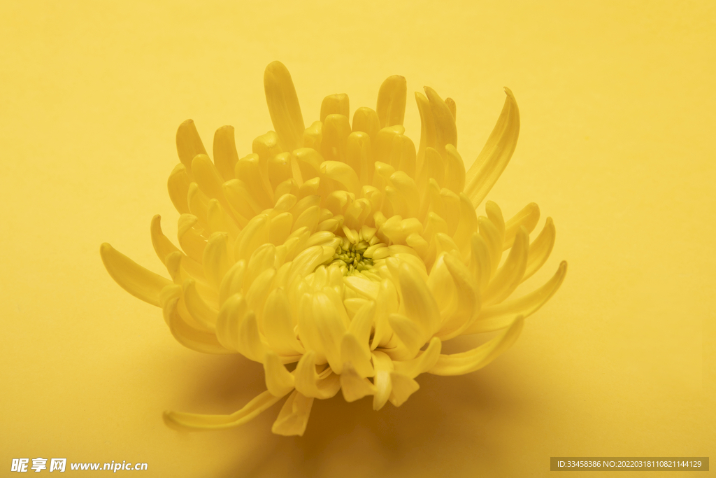 清明节祭祀菊花