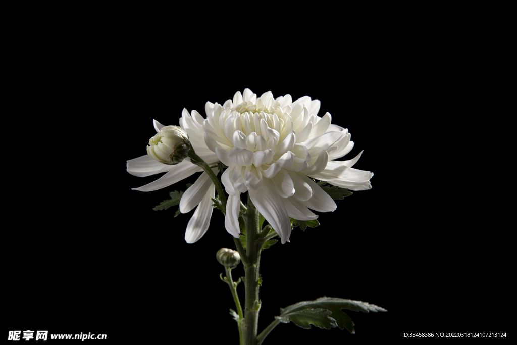 白色菊花