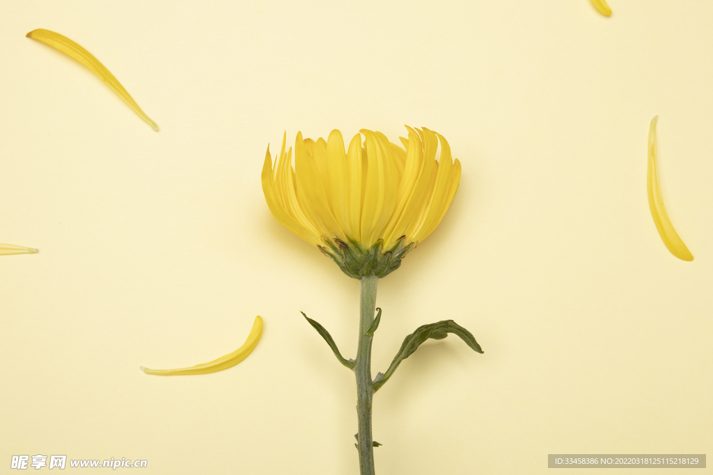 黄色菊花
