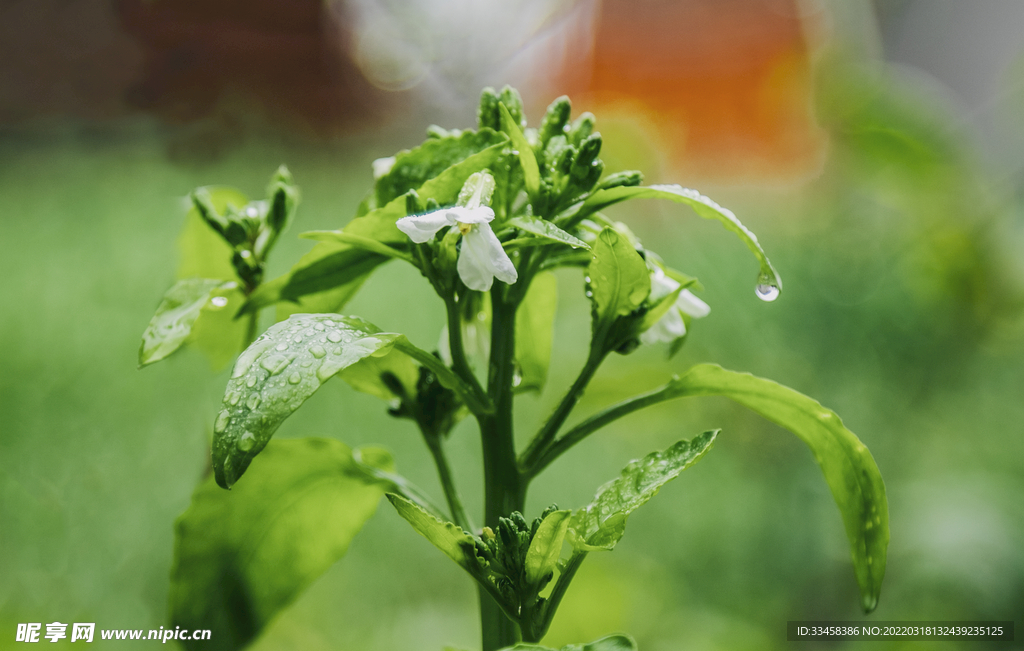 谷雨节气
