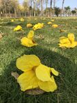 落花 草地 黄风铃