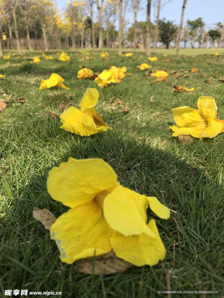 落花 草地 黄风铃