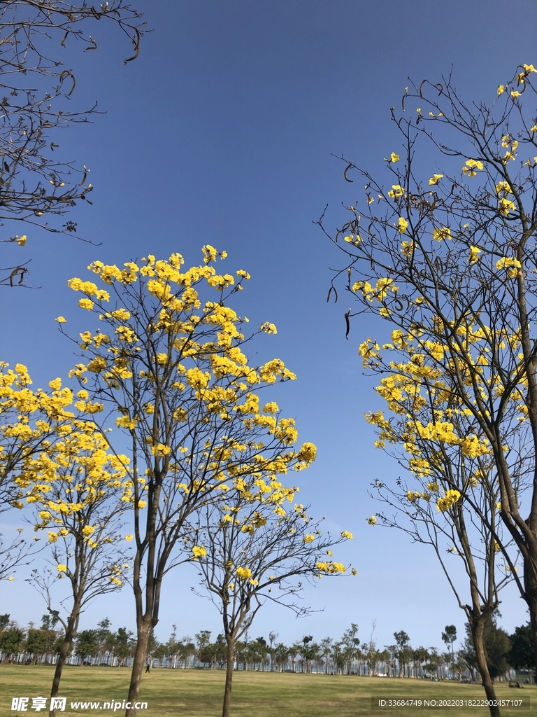 公园的黄花风铃