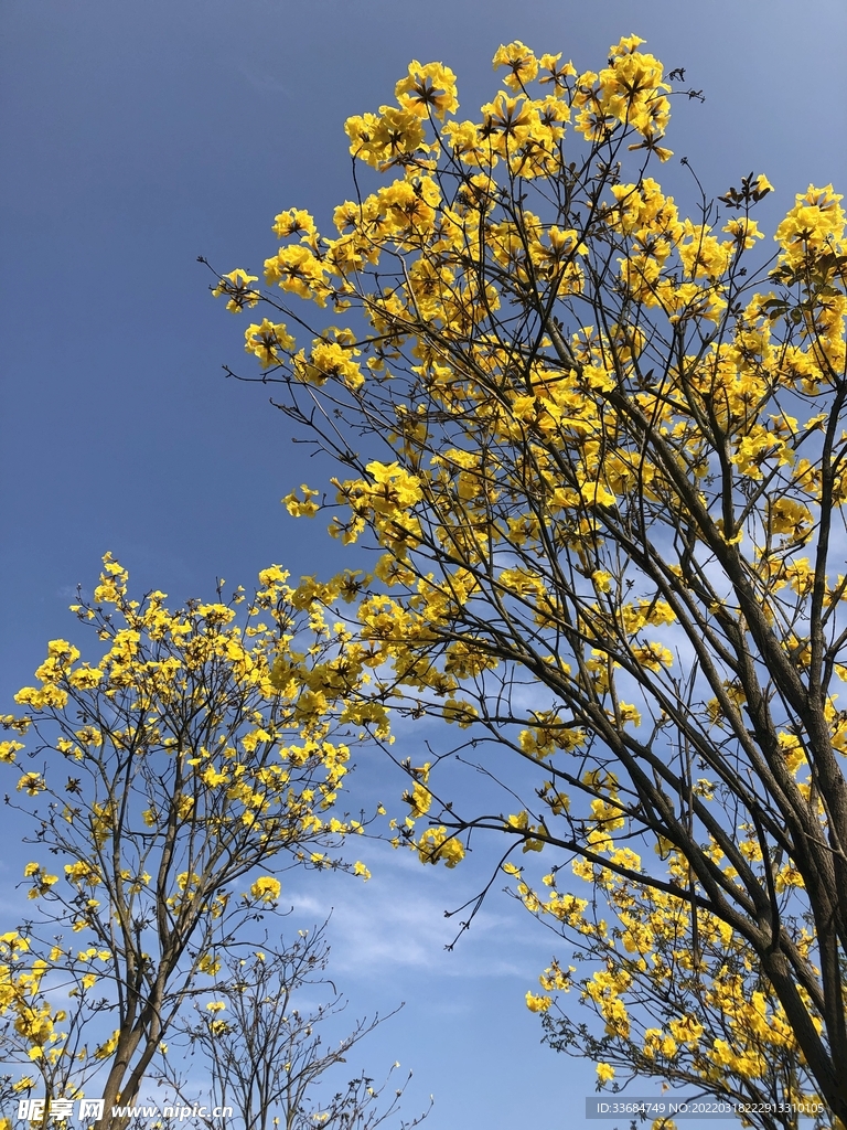 黄风铃花