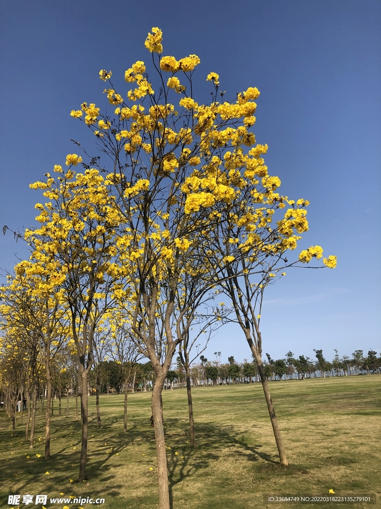 公园上的花树 黄色风铃花