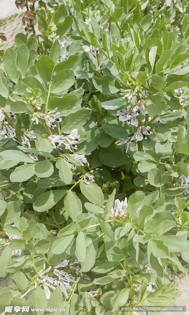 蚕豆开花