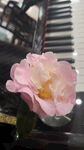 香山茶花