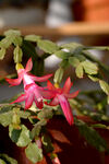 蟹爪兰 花