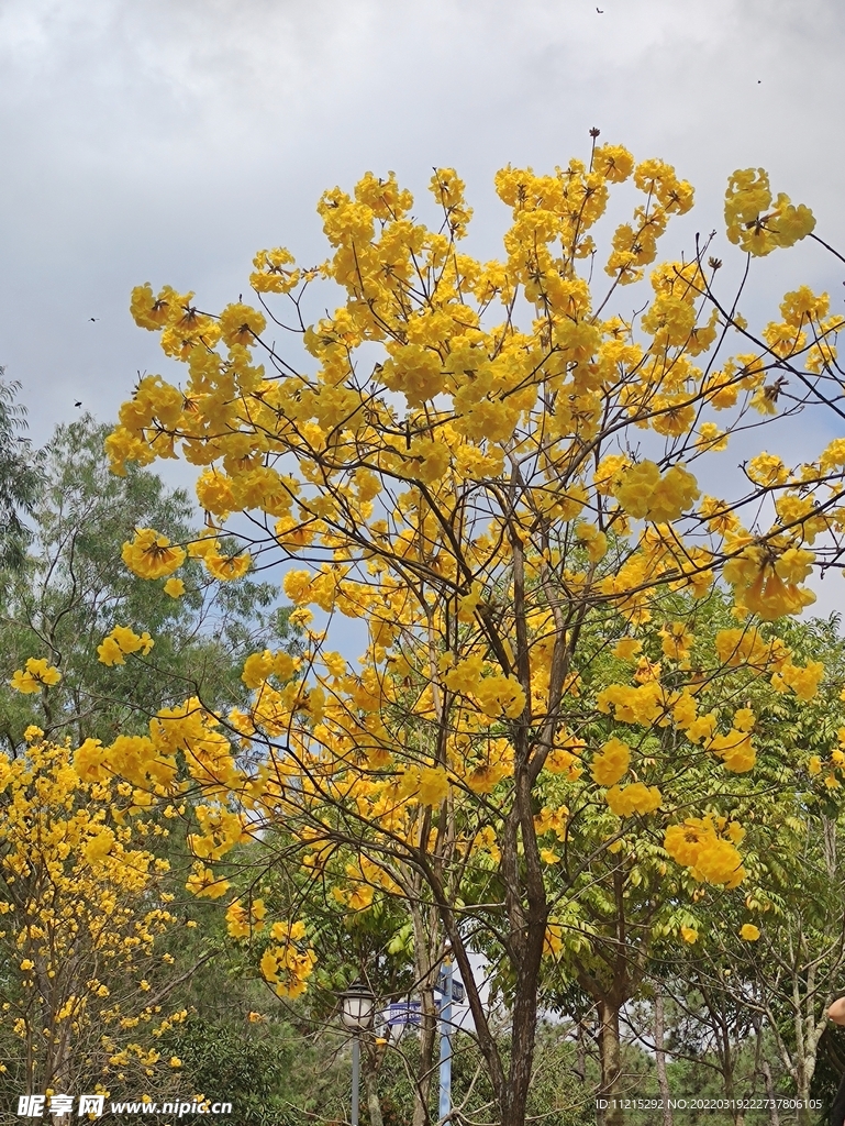 风铃花