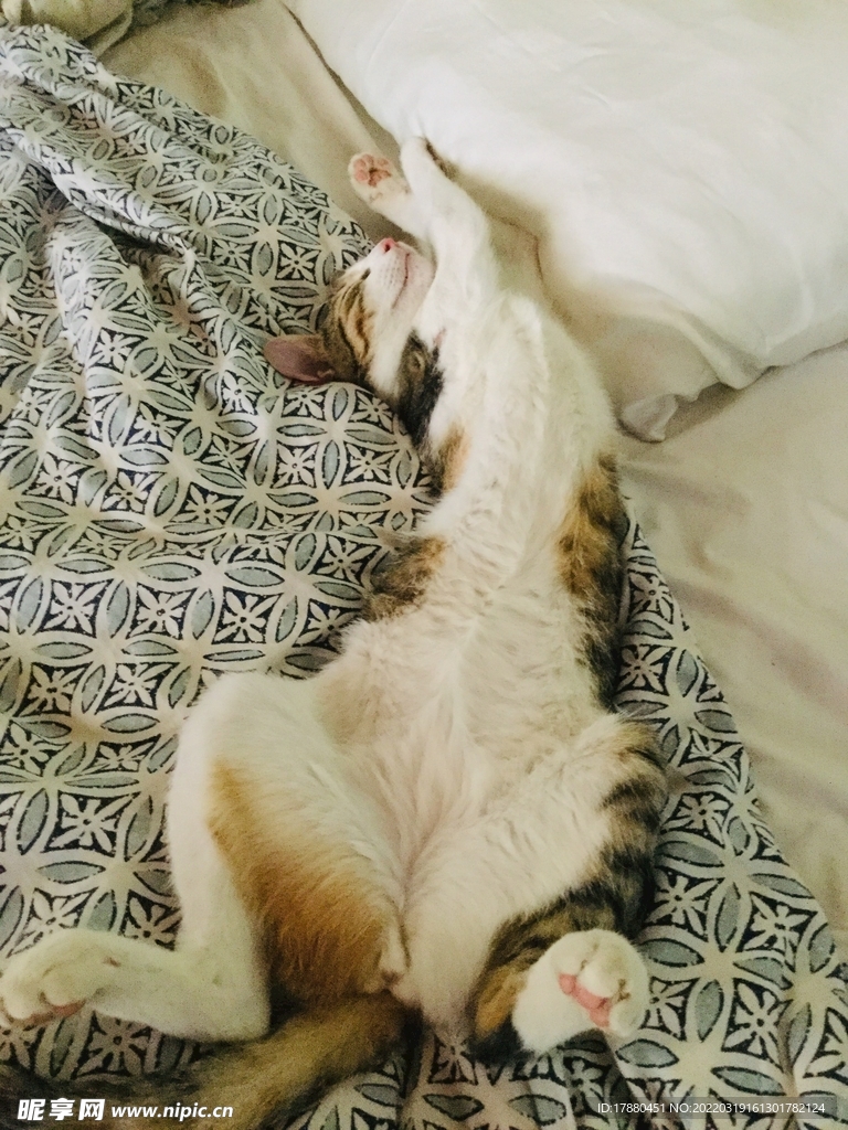 猫