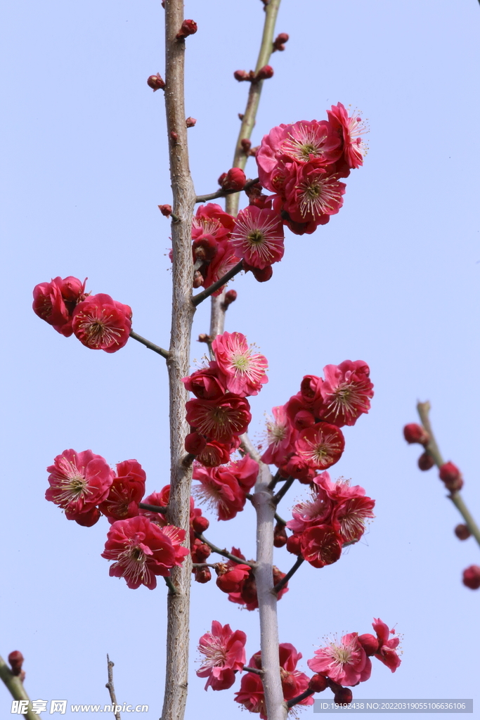 梅花 