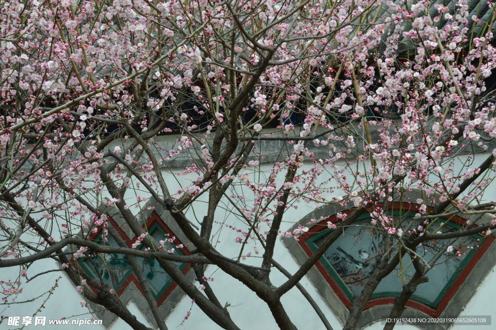 梅花 